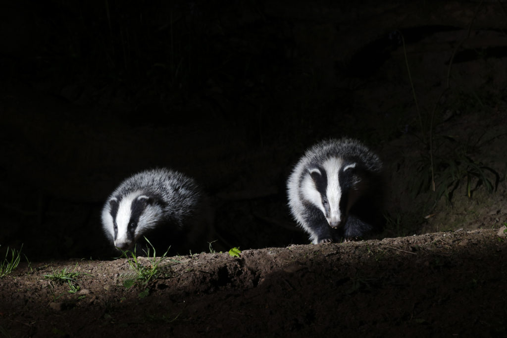 Two badgers in the dark