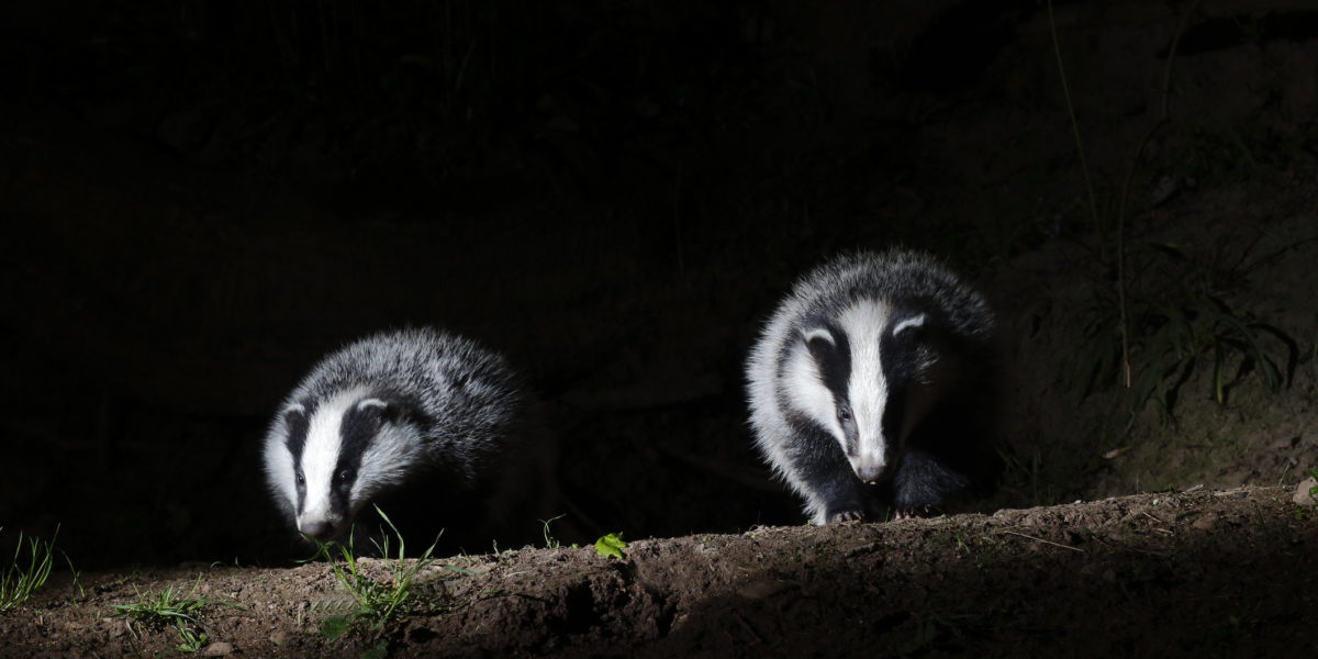 Two badgers in the dark