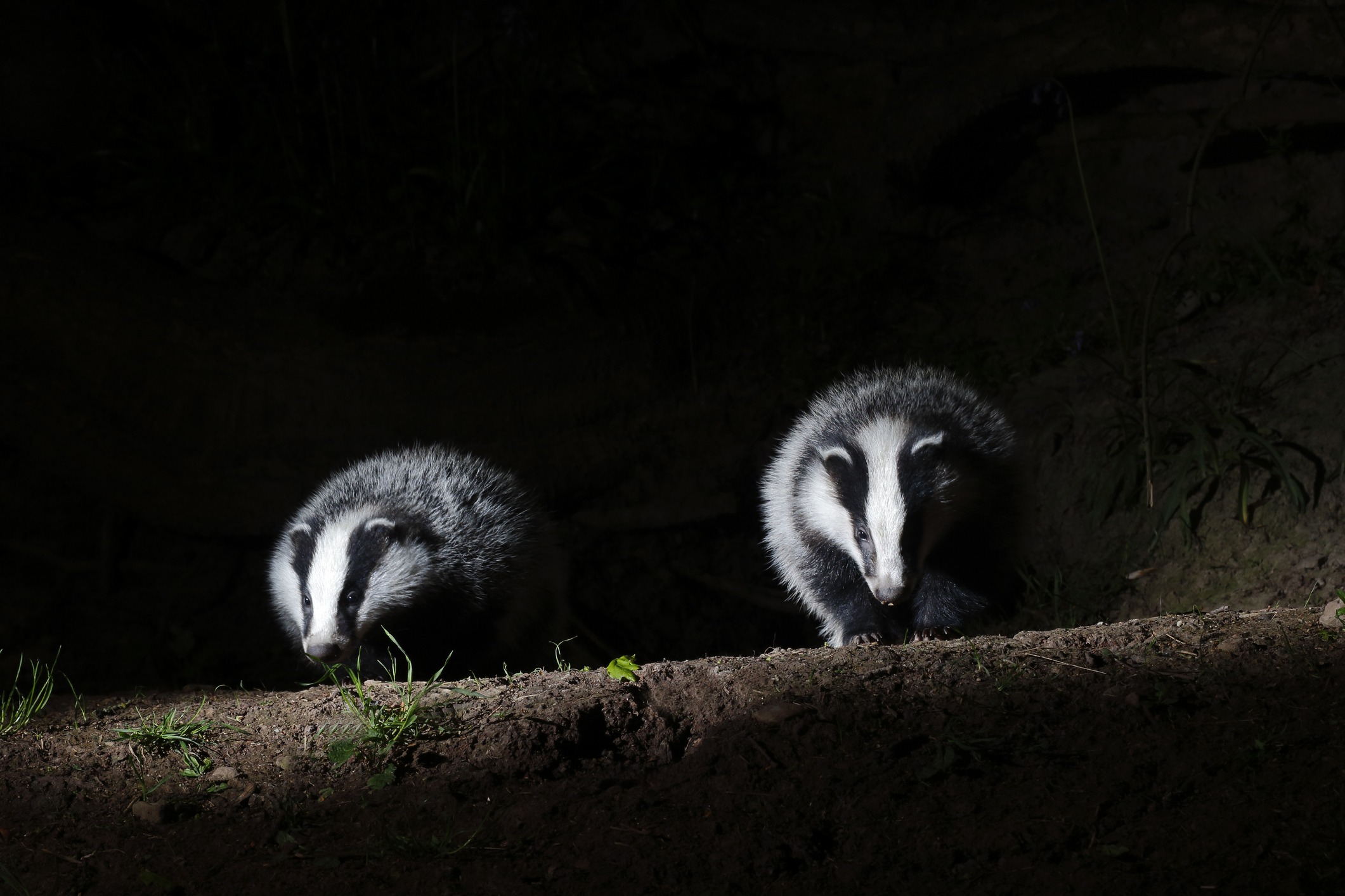 court-upholds-refusal-of-badger-culling-licence-loupedin