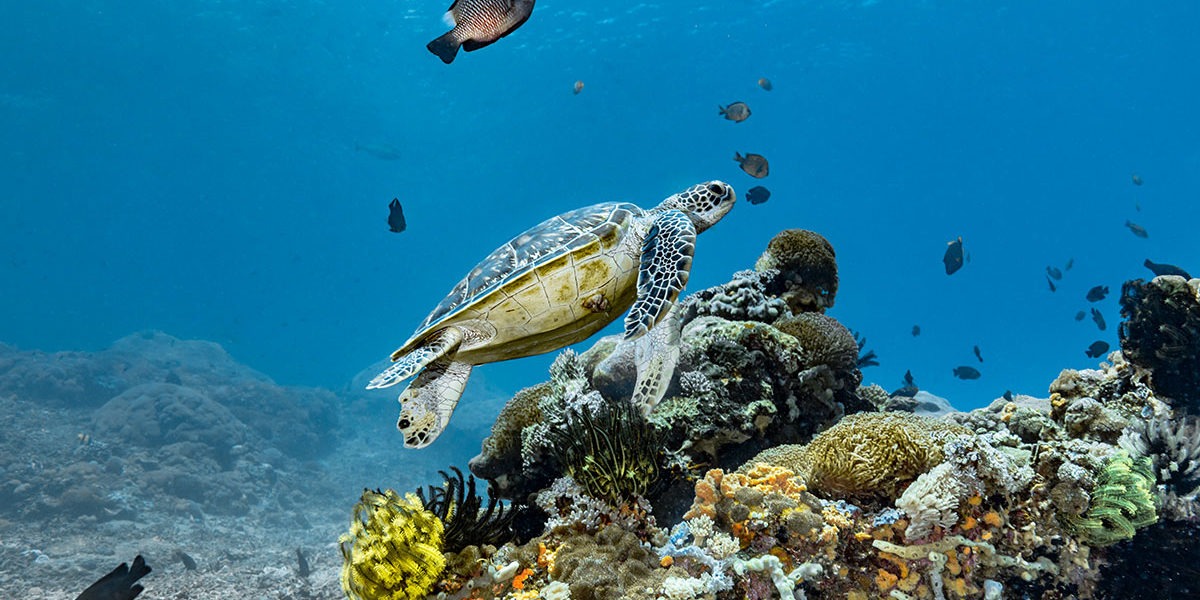 image of turtle, showing biodiversity in the sea