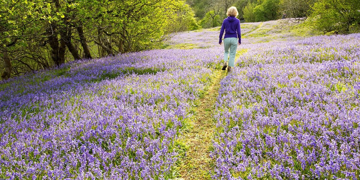 A woman walking through Bluebells growing on a limestone hill in the Yorkshire Dales National Park, UK
